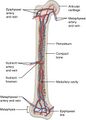 Кровеносные сосуды бедренной кости