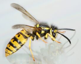 Vespula