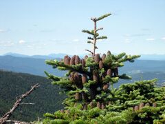 Abies balsamea phanerolepis.jpg