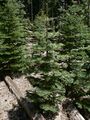Молодые деревья (около 2 м) в Йосемитском национальном парке