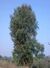 Acacia nilotica subsp. cupressiformis.jpg