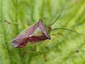 Килевик лиственный Acanthosomatidae