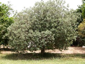 Acca sellowiana tree.jpg