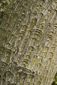 Acer capillipes (Snakebark maple).jpg