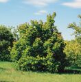 Клен татарский (Acer tataricum)