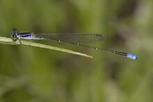 Aciagrion approximans, Южная Азия