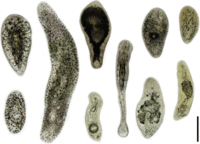 Acoela from Indian Ocean.gif