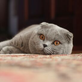 Взрослый шотландский вислоухий кот, демонстрирующий круглую форму головы, круглые глаза и загнутые вперёд уши