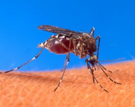 Укус комара Aedes aegypti, переносчика жёлтой лихорадки