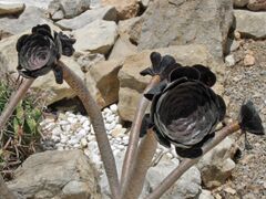 Aeonium arboreum "Black Rose"