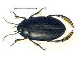 Agabus melanarius