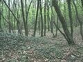 Агармышский лес на северном склоне.
