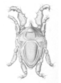 Agauopsis microrhyncha