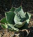 Agave colorata