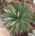 Agave funkiana