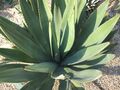 Agave murpheyi