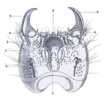 Agrypnus murinus larva head above Reitter with numbering.jpg
