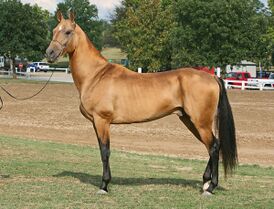 Восточная лошадь — Oriental horse