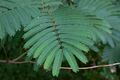 Albizia julibrissin