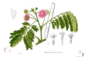 Albizia saman Blanco2.309.jpg