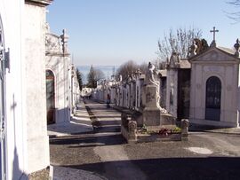 Аллея кладбища