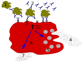 Процесс дегрануляции[en] тучной клетки при аллергии: 1 — антиген (аллерген); 2 — антитело (IgE); 3 — FcεRI-рецептор[en]; 4 — циркулирующие медиаторы (гистамин, протеазы, хемокины, гепарин); 5 — секреторные гранулы; 6 — тучная клетка; 7 — выделяемые медиаторы (простагландины, лейкотриены, тромбоксаны, ФАТ); Ca2+ и cGMP — ионы кальция и цГМФ.