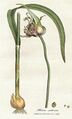 Allium sativum, известный как чеснок, от Уильяма Вудвилля, Медицинская ботаника, 1793 г.