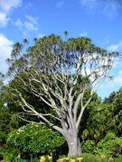 Aloidendron barberae