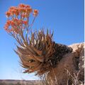 Aloe hereroensis