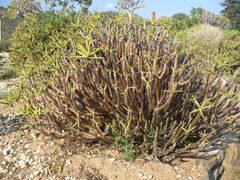 Aloidendron ramosissimum