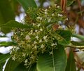 Alstonia macrophylla содержит алкалоиды типа Corynanthe