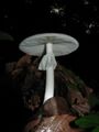 Мухомор весенний или поганка весенняя, смертельно опасный гриб, содержащий большое количество фаллотоксинов.