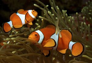 Amphiprion ocellaris (Clown anemonefish) PNG by Nick Hobgood.jpg