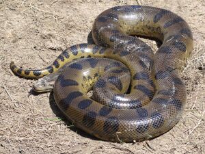 Anaconda Loreto Peru.jpg