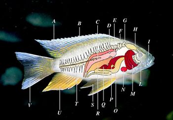 Anatomia dei pesci.jpg