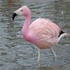 Andean Flamingo (Phoenicoparrus andinus).jpg