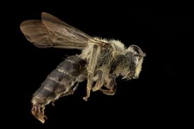 Пчела Andrena asteris