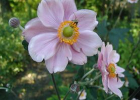Anemone-hupehensis-flowers.JPG