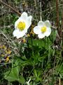 Ветреница лесная (Anemone sylvestris)