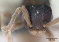 Самка Tetramorium atratulum, голова