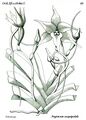 Angraecum sesquipedale. Ботаническая иллюстрация из книги "Histoire particulière des plantes orchidées recueillies sur les trois îles australes d'Afrique". Paris 1822. Pl.69.