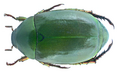 Anomala cupripes