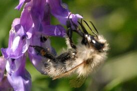 Anthophora quadrimaculata