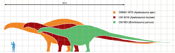 Сравнение размеров трех видов подсемейства: Apatosaurus ajax (оранжевый), Apatosaurus louisae (красный) и Brontosaurus parvus (зелёный)