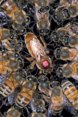 Сомкнутый ряд африканизированных пчёл (AHBs), окруживших матку европейской медоносной пчелы (EHB), помеченную розовой краской.