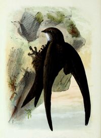 Apus apus 1873.jpg