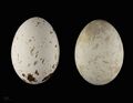 яйцо Aquila rapax - Тулузский музеум