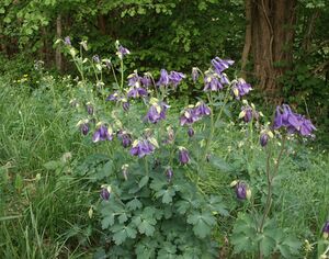 Aquilegia vulgaris 100503b.jpg