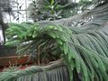 Araucaria columnaris