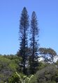 Araucaria columnaris